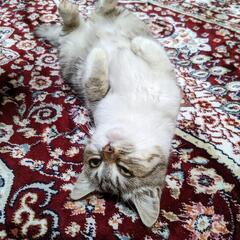 太くて短い尻尾が特徴のタビくん♂