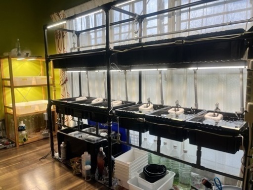 メダカ容器 集中濾過システム メダカいろいろ