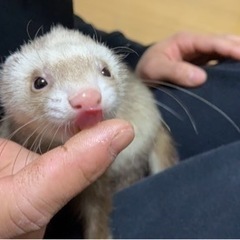 フェレット 1歳 女の子