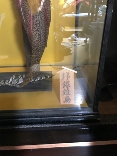 錦銀2羽の尾長鶏の剥製