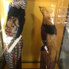 錦銀2羽の尾長鶏の剥製 錦銀2羽の尾長鶏の剥製