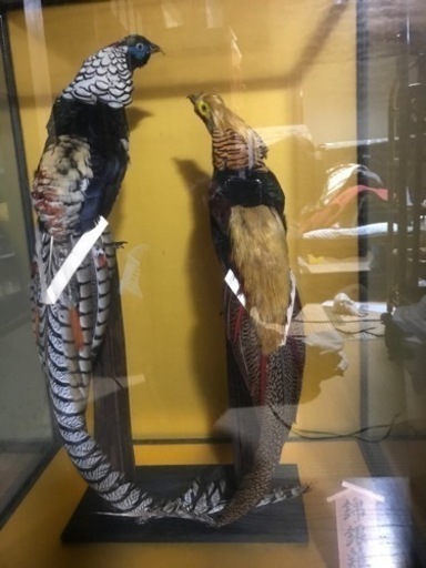 錦銀2羽の尾長鶏の剥製