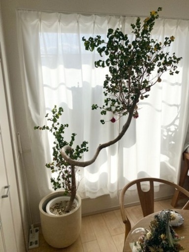 観葉植物　フィカスベンジャミナ