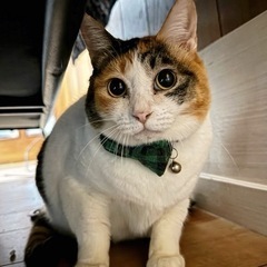 ふっくら可愛い三毛猫
