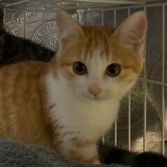 かわいい♡茶白の女の子の子猫ちゃん