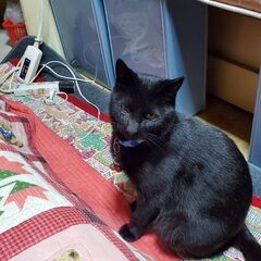 黒猫探しています