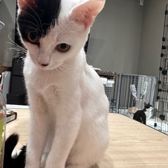 ホルくん