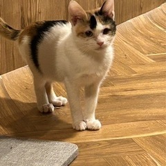 遊び盛りの元気いっぱい姉妹です