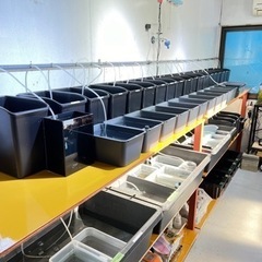 冬でも！めだか販売の画像
