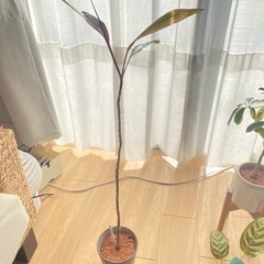 【お譲り相手が決まりました】コルジリネターミナリス