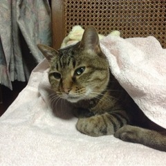 (お譲り先決まりました)180cm？キャットタワーこのままでお譲りします　0円の画像
