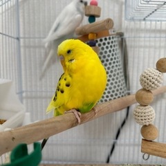 2羽のセキセイインコ（里親様決まりました。）