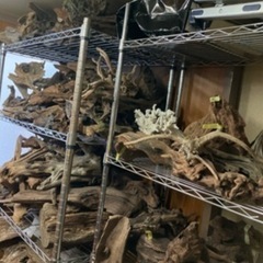 天然流木　500円〜8500円
