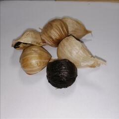 青森県産　黒にんにくの画像