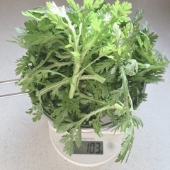 柔らかい菊菜　100g