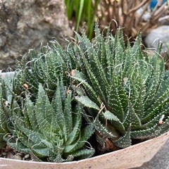 多肉植物 100円