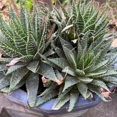 多肉植物 200円【お譲り先決定しました】
