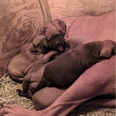 (一旦停止中)土佐犬パピーの男の子　幸せにしてくれるお家を探して...