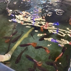 国産ミックスグッピー１０匹の画像