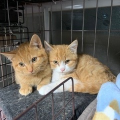 ⚽️🐈‍⬛茶トラのおとこのこ🐈‍⬛⚽️譲渡