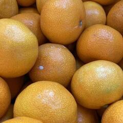 採れたての三ヶ日みかん🍊