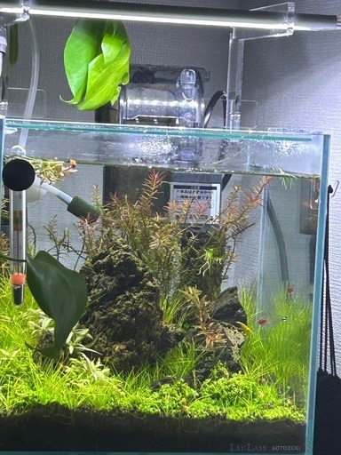 【最終値下げ】生態含む水槽一式（25センチキューブ）