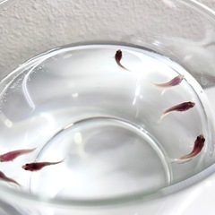 （２匹〜）トラディショナルベタ稚魚