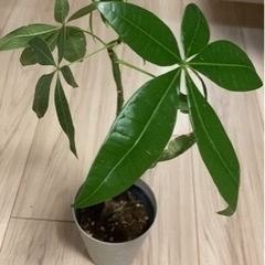 パキラ　高さ45cm