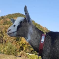 💡田舎の小さい動物園💡
