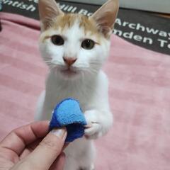 ♥茶白の男の子♥