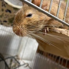 デグーオス　サンド　※訳あり