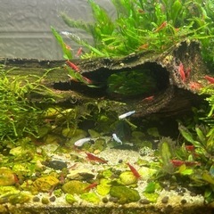 レッドチェリーシュリンプの画像