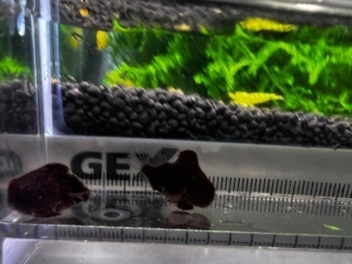 ダンゴウオ 赤 2匹