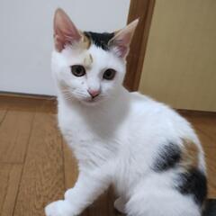 可愛い❤白三毛猫ちゃん