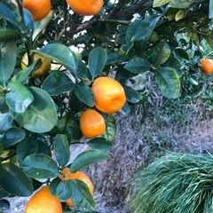 [年末限定]無農薬　きんかん　採れたて　20231230