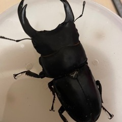国産オオクワガタ能勢SR血統ペア