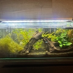 水槽 水槽代 LED フィルター 水草 流木 一式