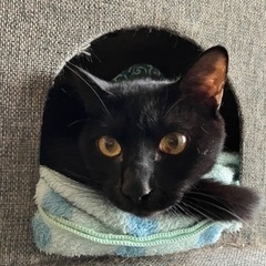 黒猫♂2歳