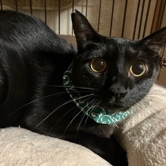 全然決まりません‼️黒猫♂5歳 - 猫