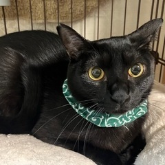全然決まりません‼️黒猫♂5歳 - 宝塚市