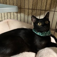 全然決まりません‼️黒猫♂5歳 − 兵庫県