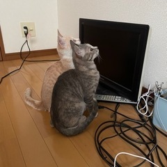 パステルカラーの兄妹猫ちゃん(茶白とグレー) - 猫