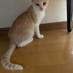 パステルカラーの兄妹猫ちゃん(茶白とグレー) - 京都市