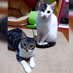 可愛い仲良し兄妹５ヶ月半タマちゃん♀ボチくん♂