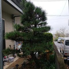 松　お庭用の画像