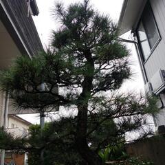 松　お庭用の画像