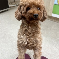 トイプードル　里親募集中