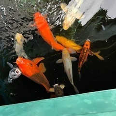 錦鯉各種3,500円から2,000円の画像