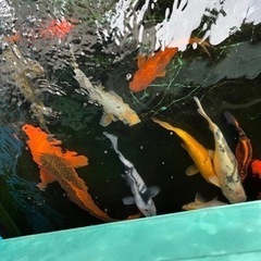 錦鯉各種3,500円から2,000円の画像