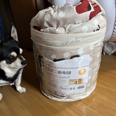 こたつ布団になりますの画像